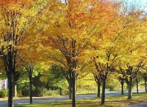 先说说白榉和红榉是两种不同的植物