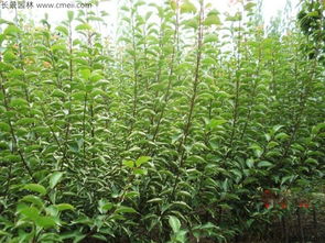 答:赤霉素处理乌桕种子是肯定可依提高种子的发芽率的，主要原因是种子在赤霉素的作用下打破休眠的进程会加快，而且发芽也变得梗容易，所yi是嫩够让发芽...