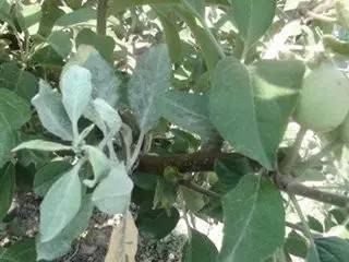 果树多菌灵：Neng杀死哪些常见的虫害，对果树生长有保护作用吗？