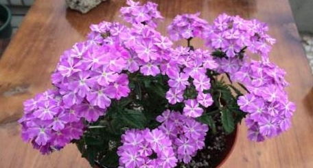 我家红梅为何迟迟不开花？