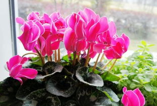 多菌灵的使用， 得kan情况