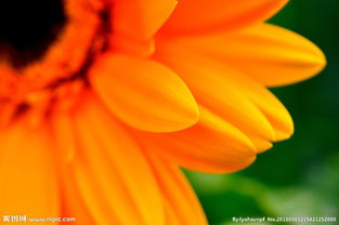 非洲菊花朵的生命之旅