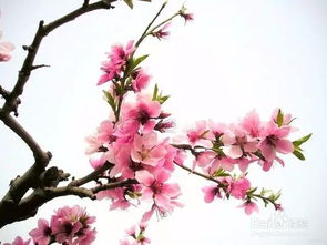 桃花杏花长得一样吗？教你几招快速区分