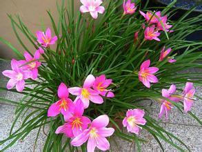 红花葱兰与红花韭兰的区别大揭秘