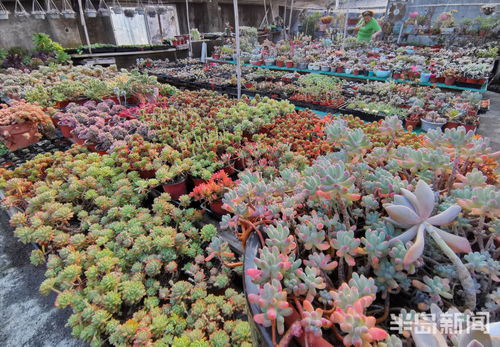 马坊花卉市场，繁花似锦