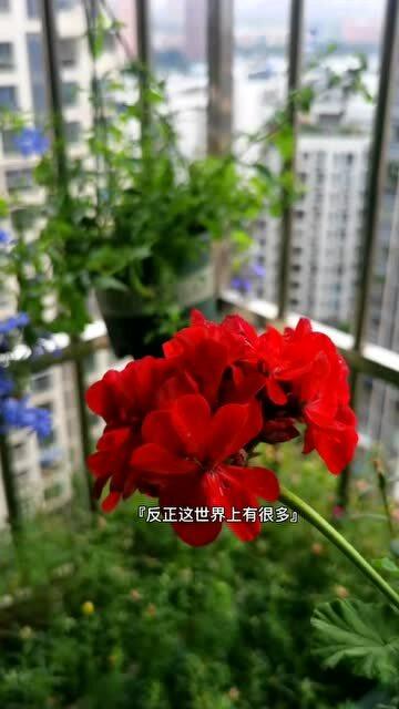 跳舞兰带花怎么养？如何让花朵绽放更久