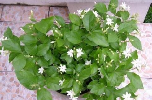 1. 光照充足，但别暴晒