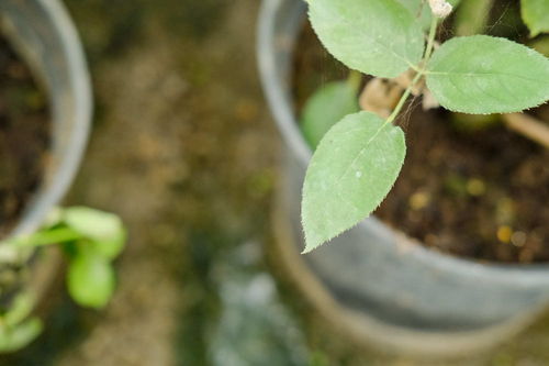 如何预防花土里滋生蚂蚁？蚂蚁为何偏爱花土