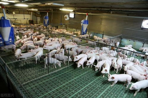探究高锌促进断奶仔猪生长的机理研究