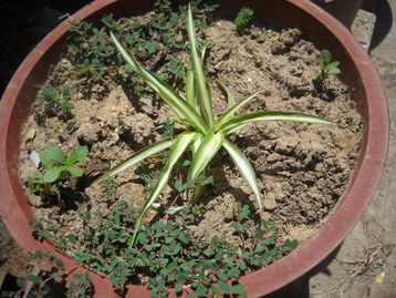 吊兰：净化空气的绿精灵