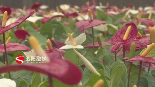 月季小镇：花开梦田园， 农园特色活动多多