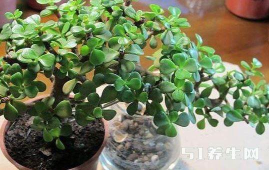 北京盆景爱好者赵先生的案例