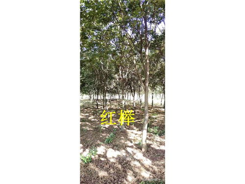 寻找优质榉树苗的神秘之旅