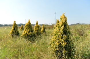 野牛草、 黑麦草+紫穗槐+苔草，护坡又赚钱