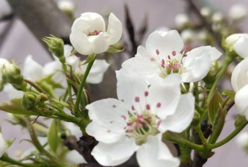 探寻白花瓣的秘密