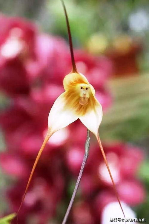 解锁遗忘之花的秘密：一朵花的语言