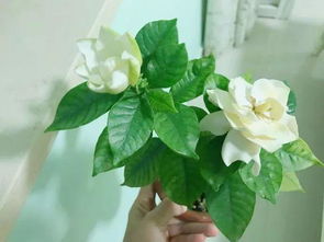 一、 白玉兰：早春的使者