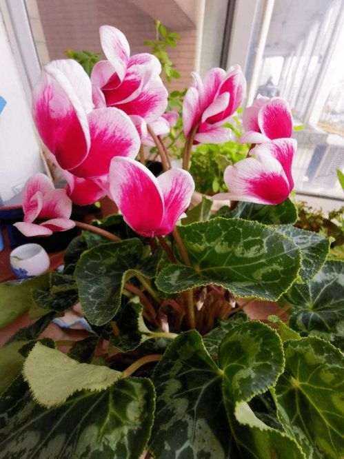 修剪，剪掉那些黄叶子，让它重生！