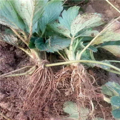 草莓苗喷多菌灵后的影响探讨