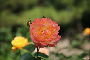 月季花绽放， 淮安城内香满溢