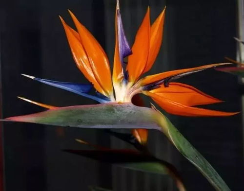 什么是假鹤望兰？