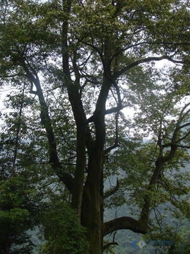 腊梅的冠幅与胸径