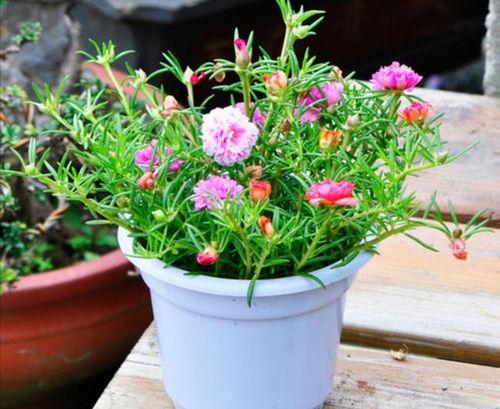 草本花卉养护方法：从播种开始