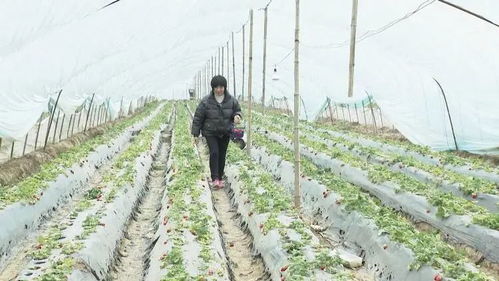 极端实验， 揭示植物存活真相