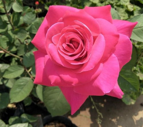 月季春季换盆的四个信号是什么？如何判断是否需要给月季换盆呢？