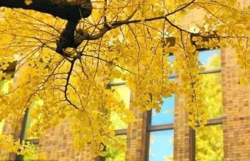 大门两侧种银杏树好？适合什么季节种植