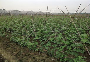 豆角种植那些不Neng用的杀菌剂，你真的了解吗？