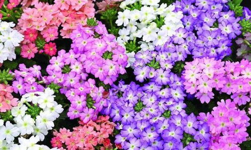 美女樱：马鞭草科的紫色花代表