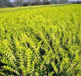 湖南苗木种类繁多， 各具特色