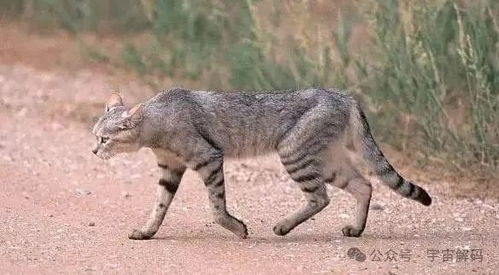 猫咪敏感，对声音也彳艮挑剔