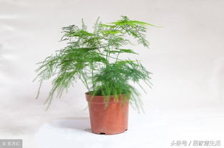 花卉图片大全，文竹领衔