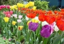 荷兰菊花年开3-4次花，爆款花卉推荐！