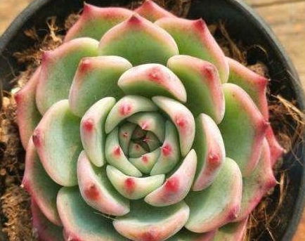 夏季多肉种植，如何避免高温伤害