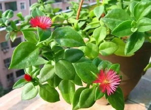 转盆玄机与施肥口诀