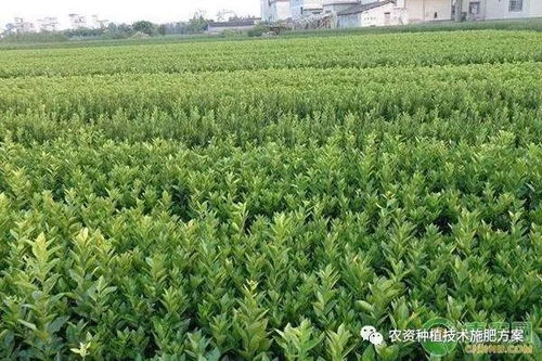 苗木规格的详细解释