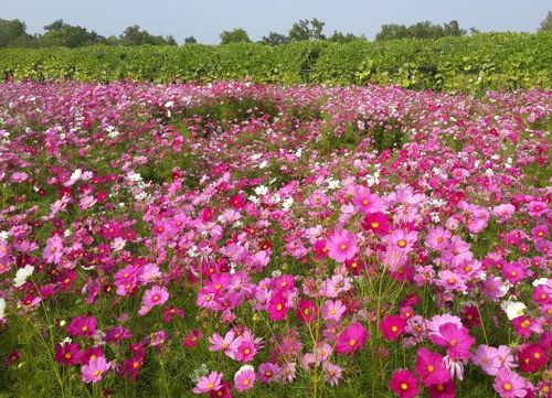 时来运转花卉如何养护才能花开富贵
