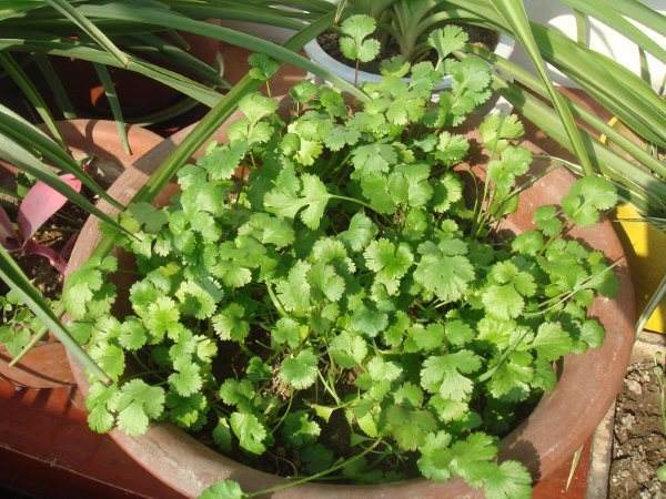 香菜好养， 不用太担心