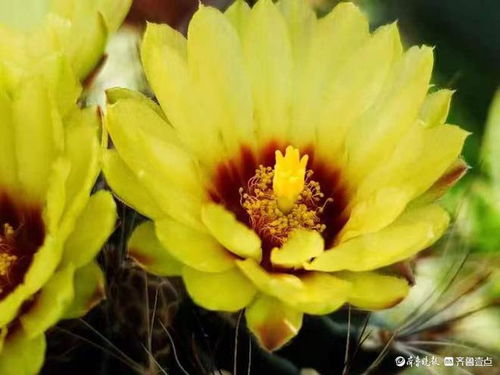 美化环境， 净化空气