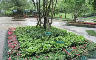 植物组团， 球类点缀的艺术