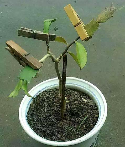 转运竹在土里栽种能存活吗？水培杆发黄如何挽救
