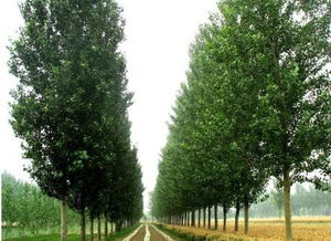 揭秘：如何高效种植丰城茶油树，电话咨询直达基地！