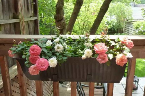 一季开花系和经常开花系， 藤本月季两相宜