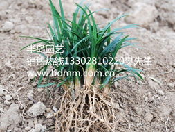 个人发现：厨余垃圾妙用