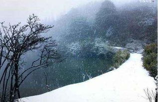 净化空气，六月雪真的行吗？