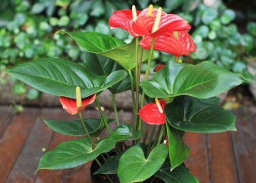 光照——红掌的阳光小舞者