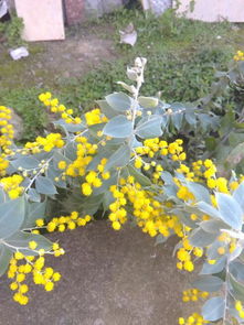 紫色叶子， 神秘感十足